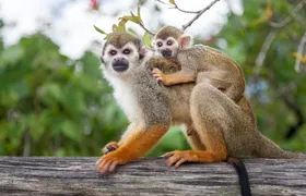 Adventure Bundle: Monkeyland, Ziplines & Buggies Punta Cana