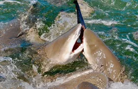 Shark and Wildlife Viewing Adventure in Key West