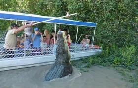 Jumping Crocodile Experience