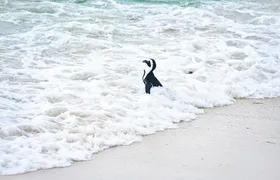 Cape of Good Hope & Boulder Penguins Full-Day Tour from Cape Town