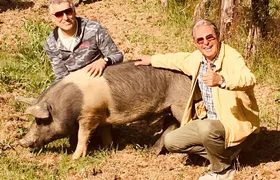 Visit to the Cinta Senese farm in Montepulciano