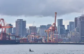 Half-Day Whale Watching Adventure from Vancouver