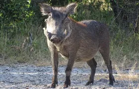 Game Drive & Rhino Safari Experience