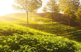 3-Days Eastern Paradise Ilam Tour from Kathmandu