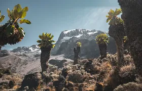 Kilimanjaro climb, Machame Route (7-day)