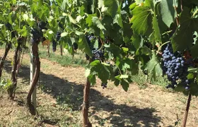 Cellar Tour & Wine Tasting