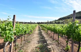 Guided Wine and Olive oil tasting