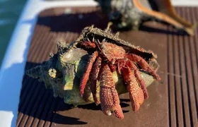 Guided Clear Kayak Eco-Tour of Jupiter