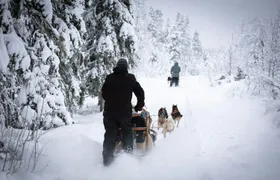 Levi self-driving husky sled tour