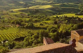 Montepulciano: Vineyard Guided Tour + Wine Tasting