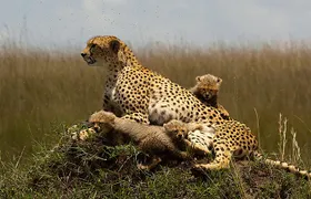 3 Days Masai Mara Group Joining