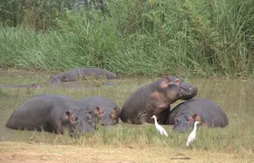 One-day Akagera National Park Game Drive with a Choice 4x4