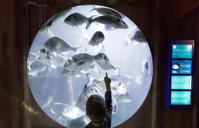 Entrance tickets to discover Speyer Sea Life aquarium