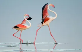 7 days Magical Northern Tanzania with Roy Safaris