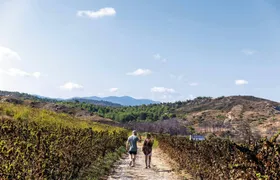 Nat Geo Day Tour: Wine in the Canary Islands - a Sensory Experience
