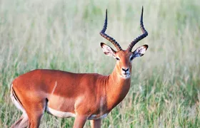 8 Days, 7 Nights Safari – Lake Nakuru, Maasai Mara, Naivasha and Amboseli Park