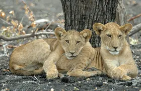 Day Safari tour to Selous Game Reserve from Zanzibar