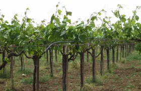 Wine tasting tour on the slopes of Vesuvius