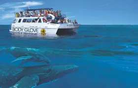 Whale watching excursion from Kona
