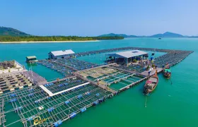 Pearl Farm and Mangrove Forest Canoeing Tour From Phuket