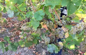 ICONICS Tour: 1/2 day on the Wine Route, visit of 2 Villages + Tasting.