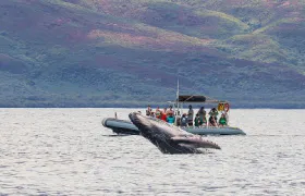Eye-Level Whale or Dolphin Watching Eco-Raft Tour from Lahaina