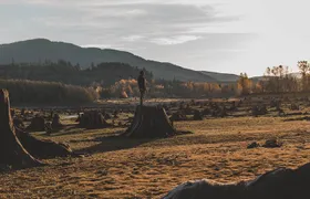 Best of Mount Rainier National Park from Seattle: All-Inclusive Small-Group Tour