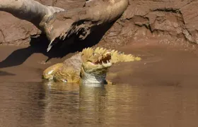 Monkey island and canopy bridge