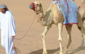 Desert safari, Dune bashing, sandboarding, camel, ATV Option