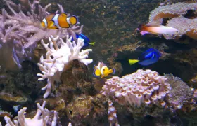 SEA LIFE Val d'Europe Admission Ticket (Adult)