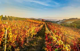 Dynamic wine tasting at Cantina Moscone