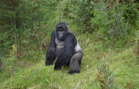 7-Day Private Uganda Chimpanzees and Gorilla Trek Tour from Entebbe