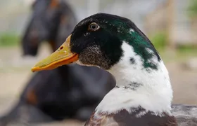 Cajon Del Maipo Including Wine with Picnic and Empanada