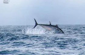 Cornwall: 2 hour Wildlife Watching RIB Tour Adventure