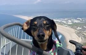 Half-Day Guided E-Bike Tour Portland with Brunch