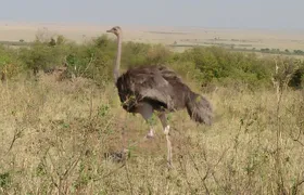 Samburu National Park Day Tour Nyeri