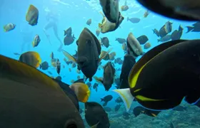 Nusa Penida snorkeling experience with Bali pickup