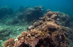 Ningaloo Reef Snorkel and Wildlife Adventure 