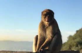 Gibraltar Sightseeing : Classic Rock Tour plus World War 2 Tunnels (Private)