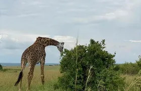 Nairobi national park and Giraffe center