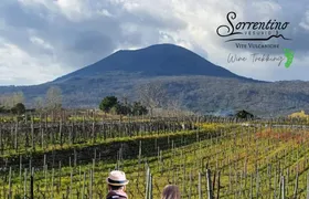 Wine Trekking: Tour of the vineyards with aperitif, lunch or dinner