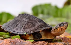 Corsica A Cupulatta Turtle Park Skip the Line Admission Ticket