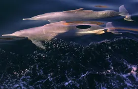 Half day dhow cruise to the Fjords of Musandam