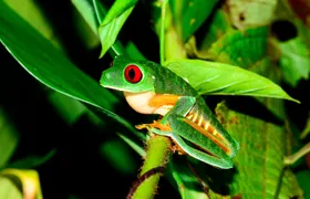Rainmaker Park jungle night tour from Manuel Antonio