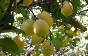 Sorrento Farm and Food Experience including Olive Oil, Limoncello, Wine tasting