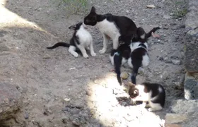 Private tour Syracuse -Archaeological Park and Ortigia with lunch