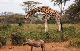 Tour: Giraffe Center and Nairobi National Park