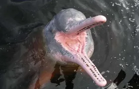 Alter do Chão Jarí Canal Tour