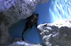 SEA LIFE Val d'Europe Admission Ticket Adult