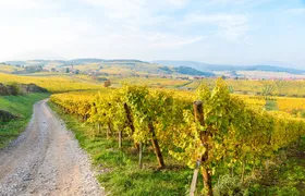 Alsace Wine Route Wineries & Tasting Small Group Guided Tour from Strasbourg